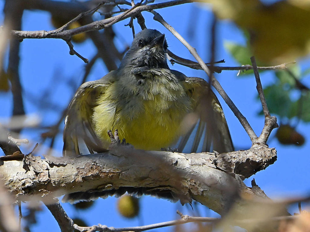Kingbird6.jpg