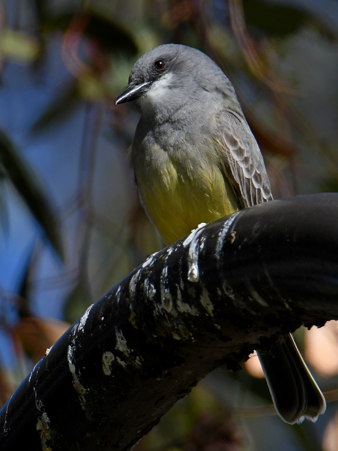 Kingbird6.jpg