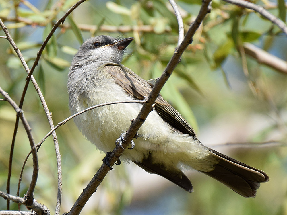 Kingbird7.jpg