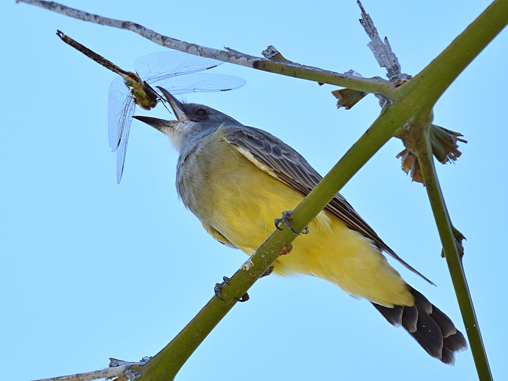 Kingbird7.jpg