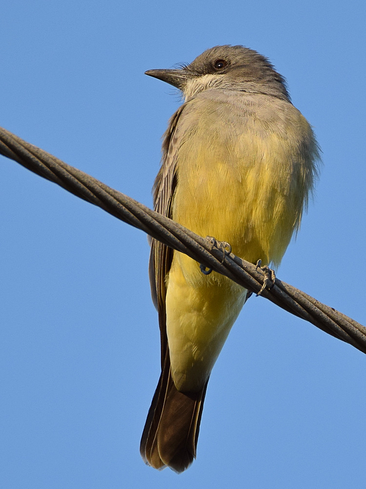 Kingbird7.jpg