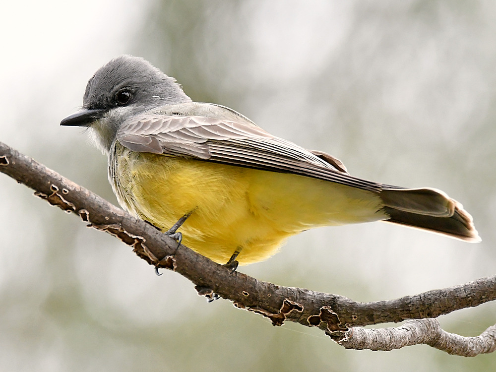 Kingbird7.jpg