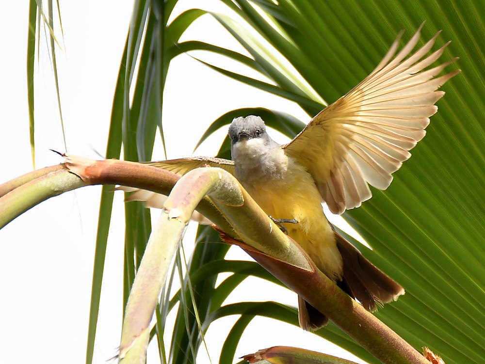 Kingbird7.jpg