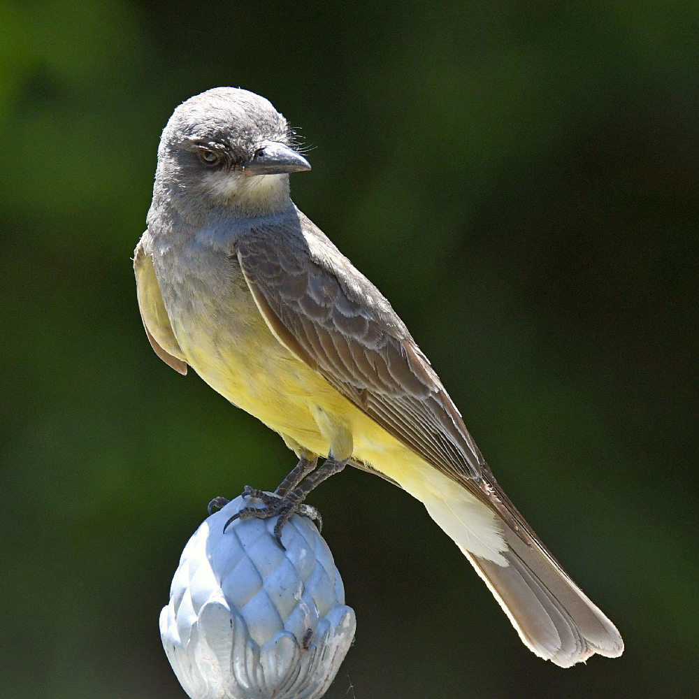 Kingbird7.jpg