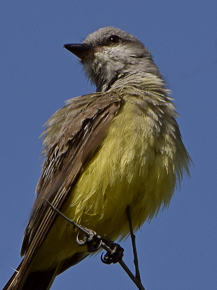 Kingbird7.jpg