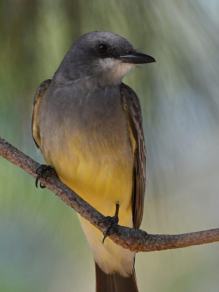 Kingbird7.jpg