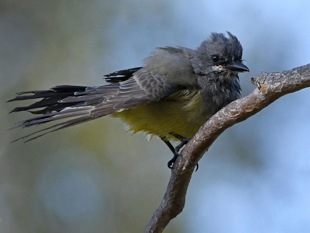 Kingbird7.jpg