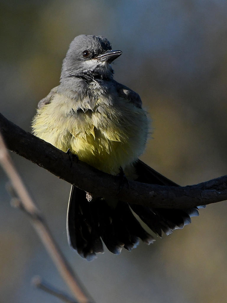 Kingbird7.jpg