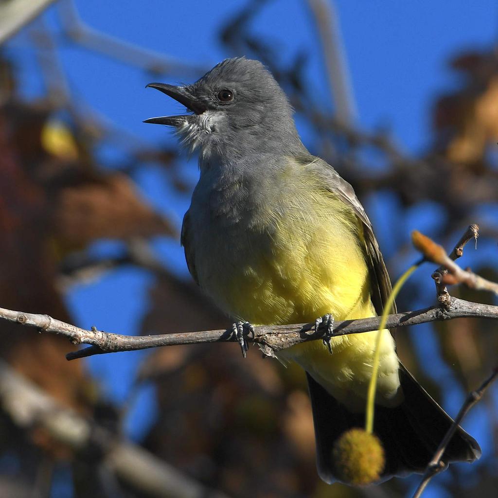 Kingbird7.jpg
