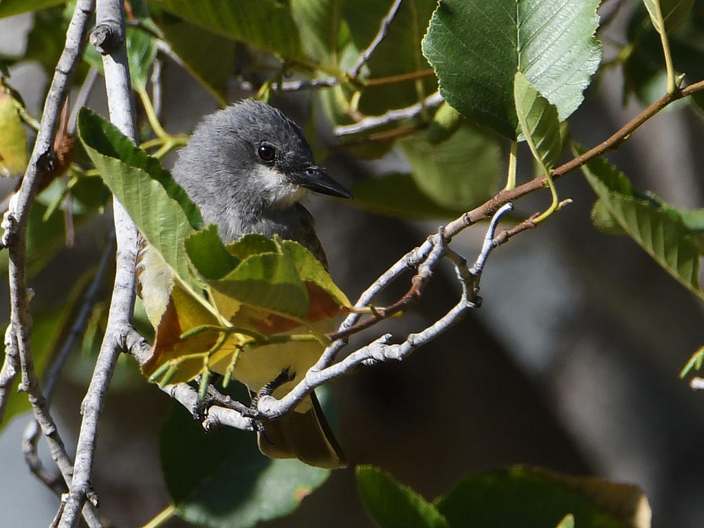 Kingbird7.jpg