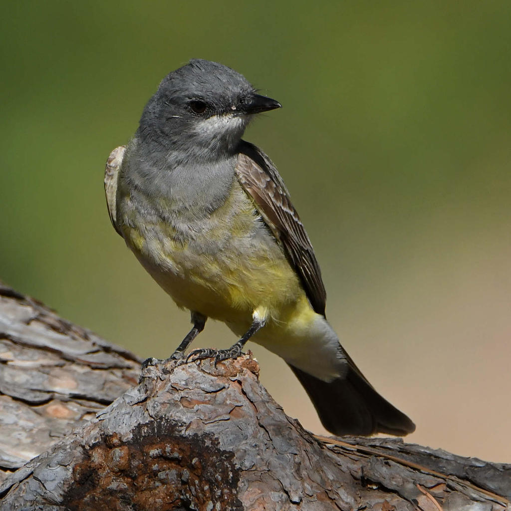Kingbird7.jpg