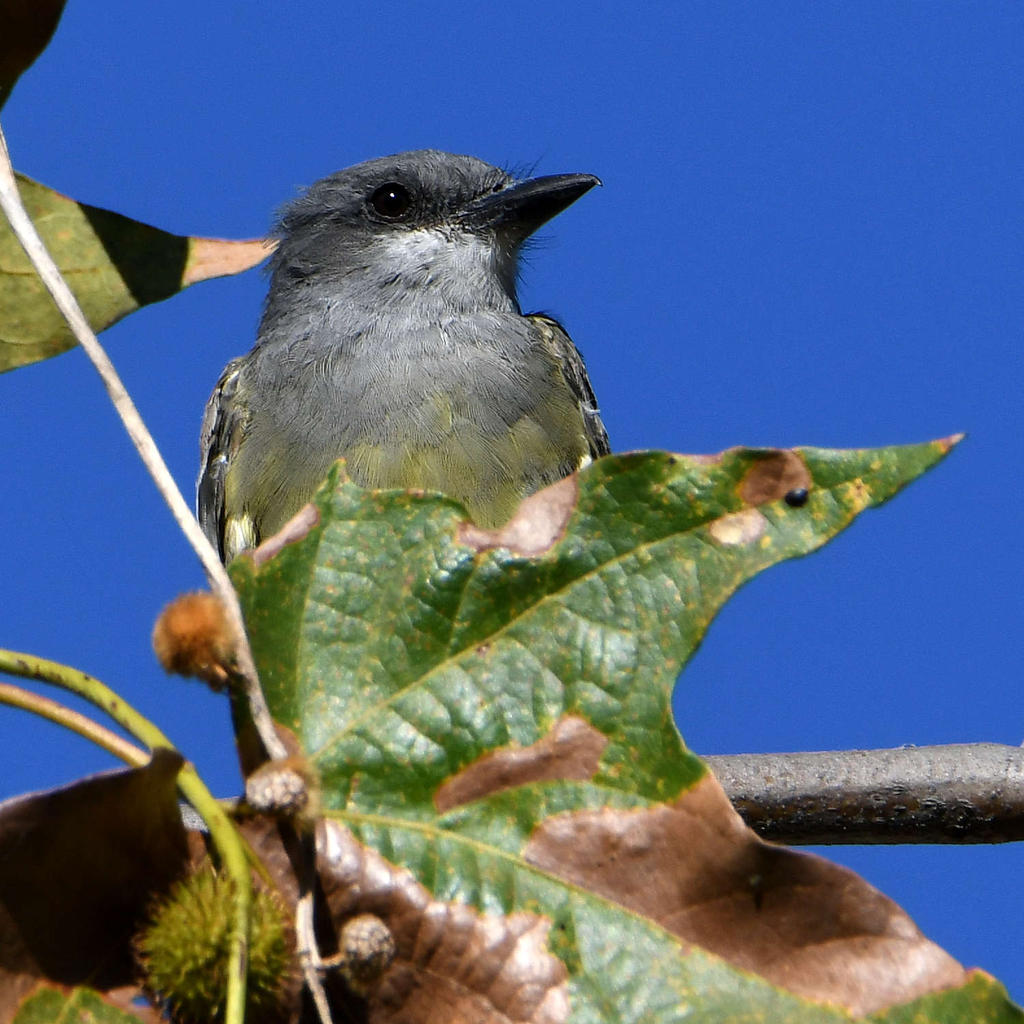 Kingbird7.jpg