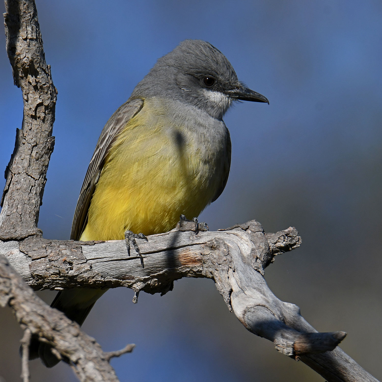 Kingbird7.jpg
