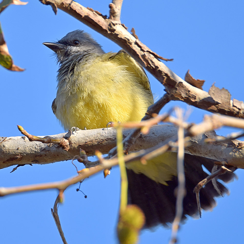 Kingbird8.jpg