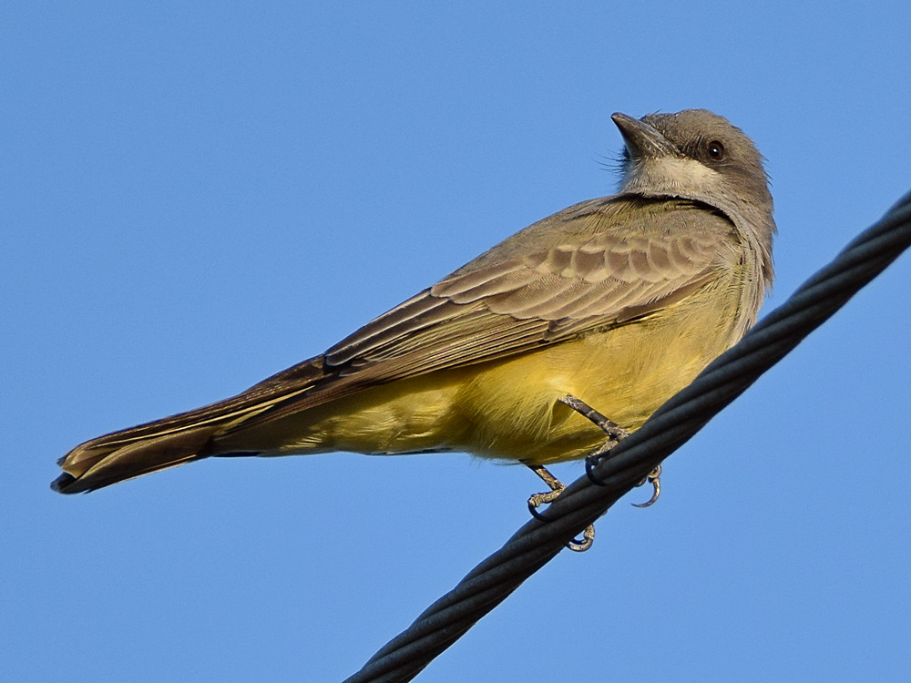 Kingbird8.jpg