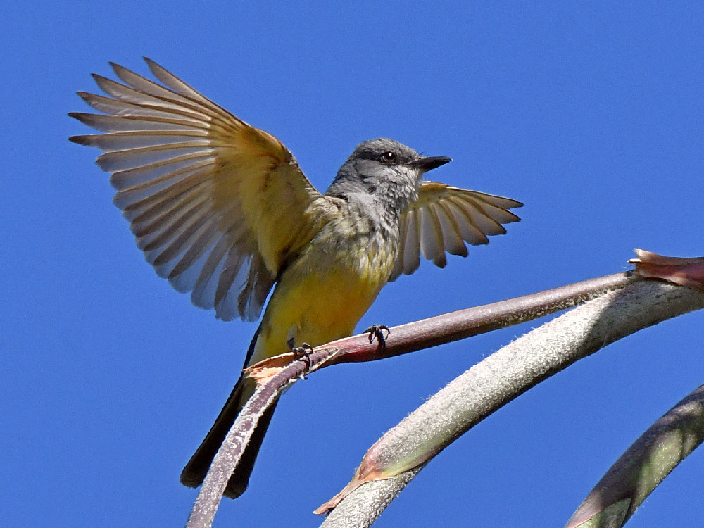 Kingbird8.jpg