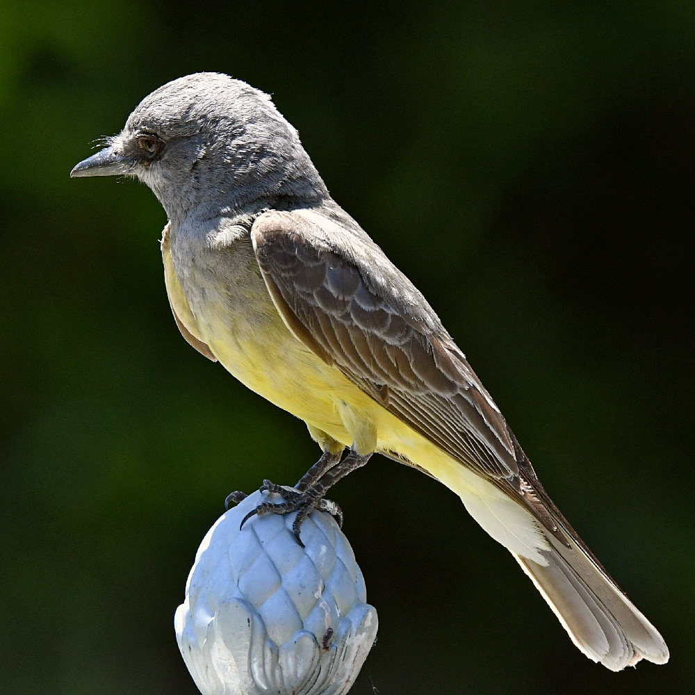 Kingbird8.jpg