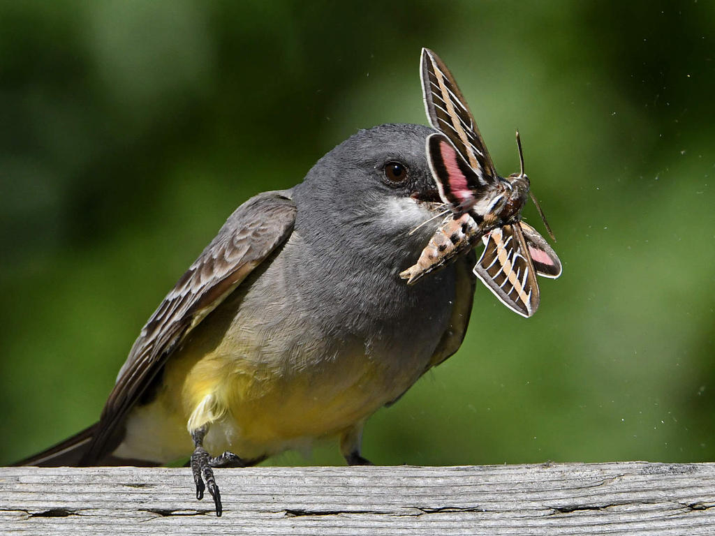 Kingbird8.jpg