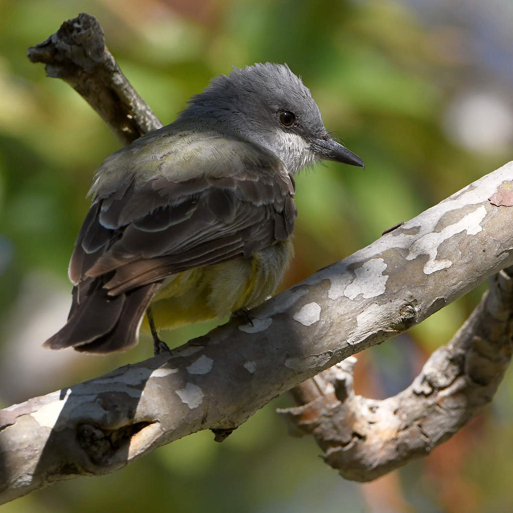 KIngbird8.jpg