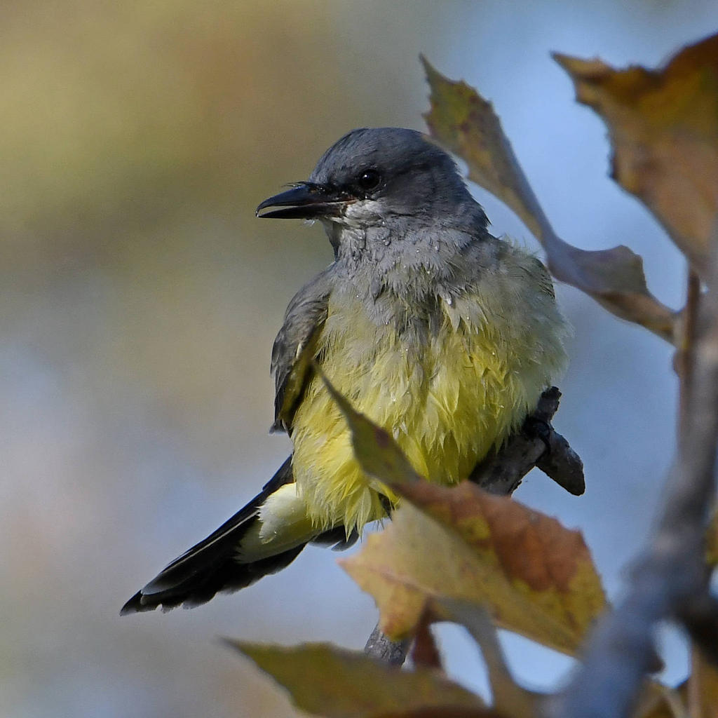 Kingbird8.jpg