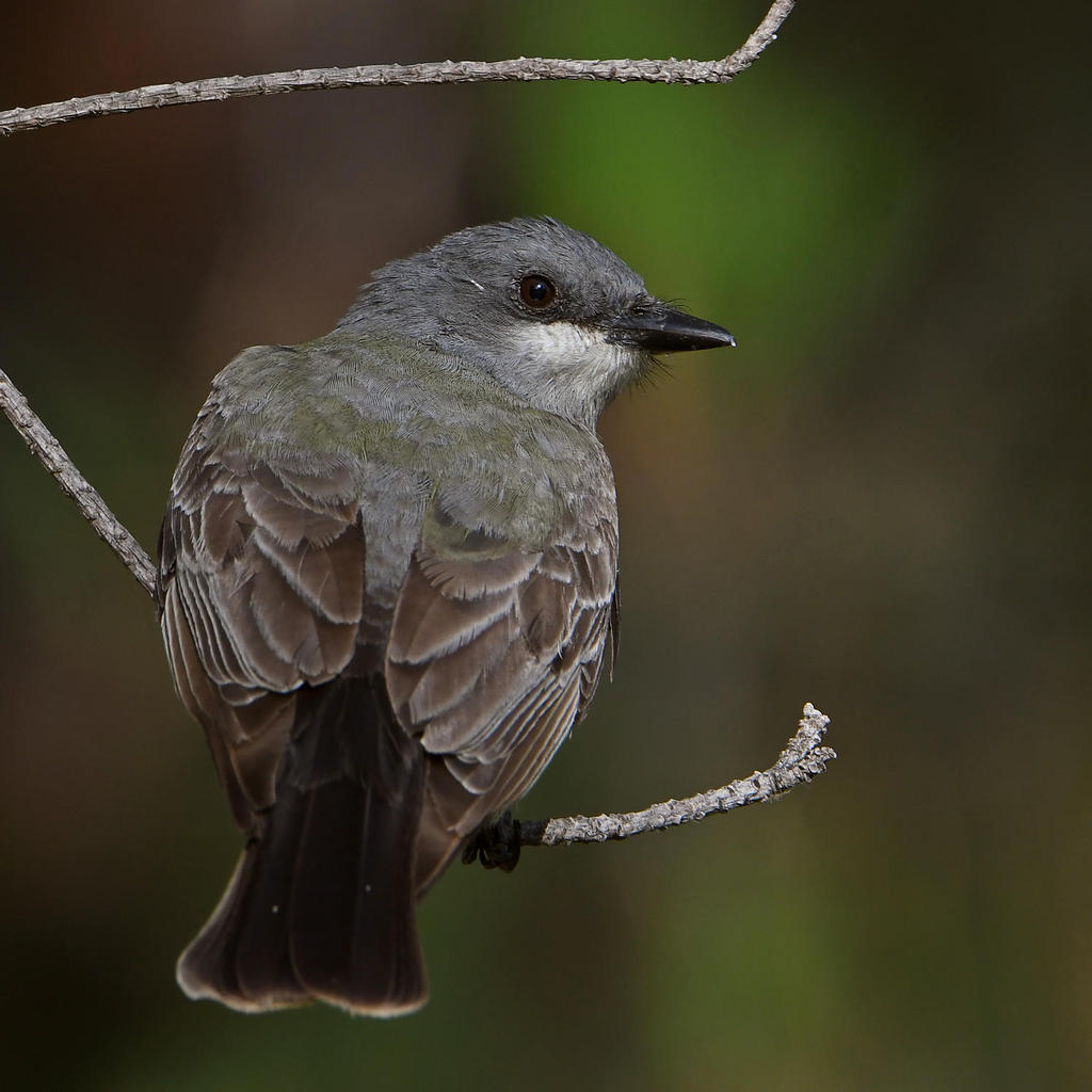 Kingbird8.jpg