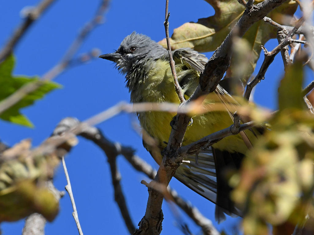 Kingbird8.jpg