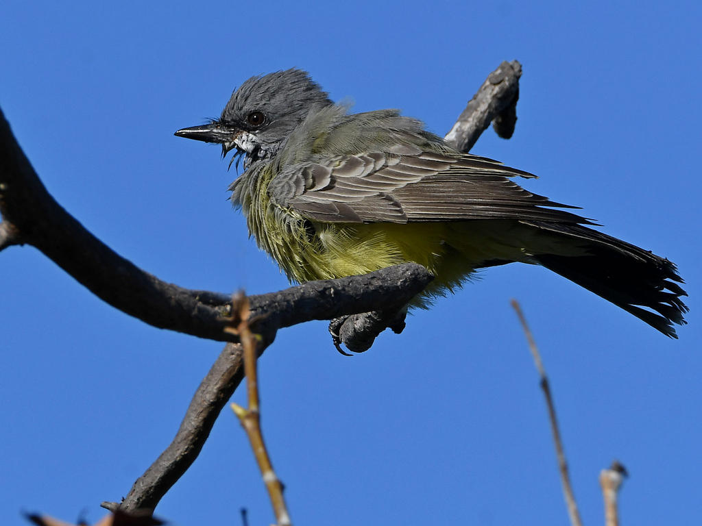 Kingbird8.jpg