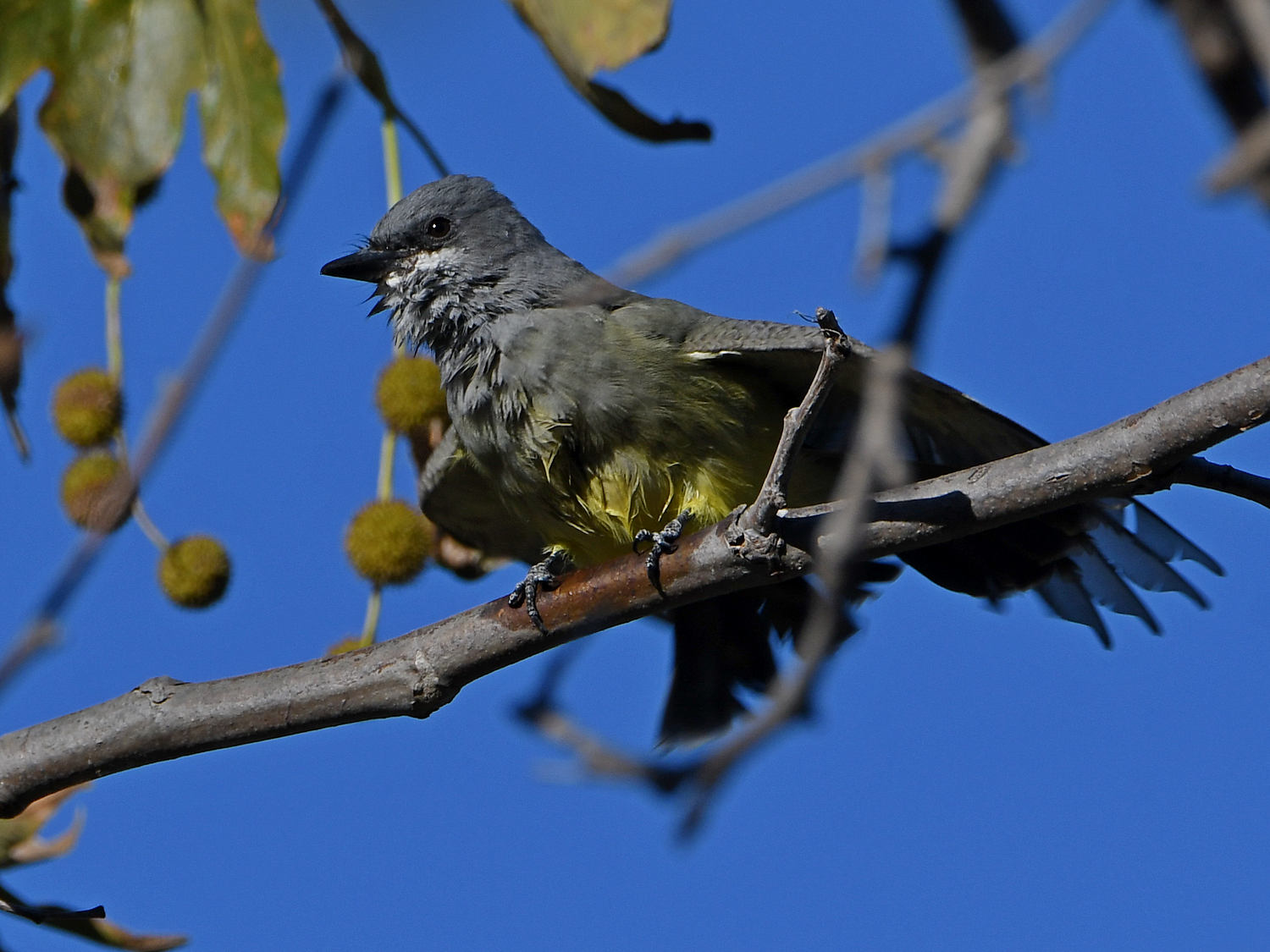 Kingbird8.jpg