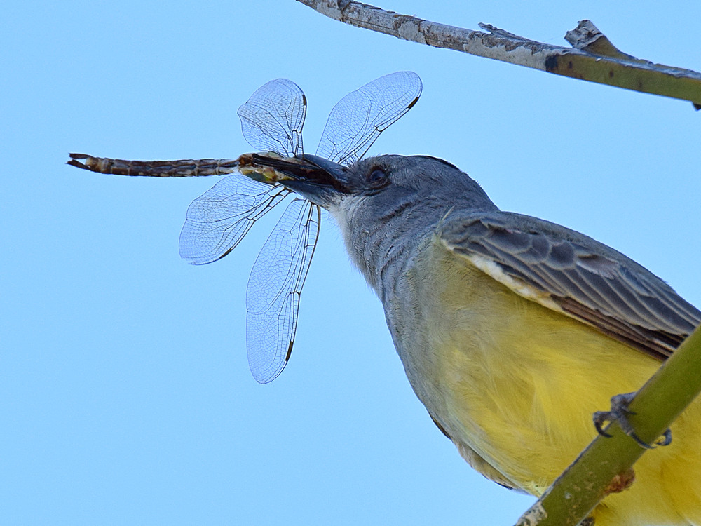 Kingbird9.jpg
