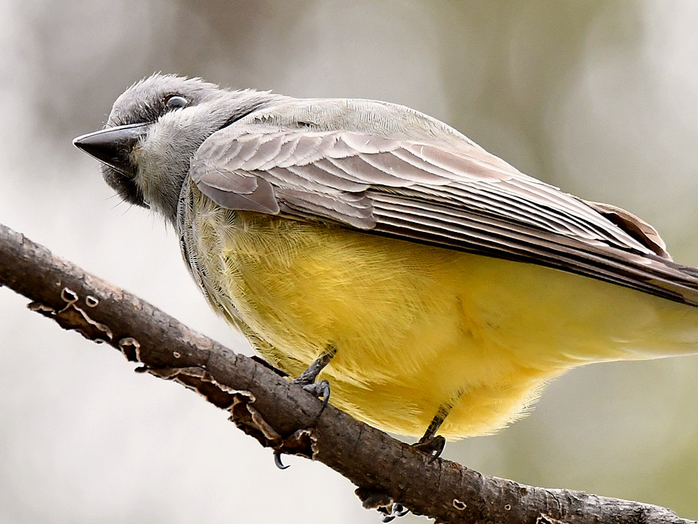 Kingbird9.jpg