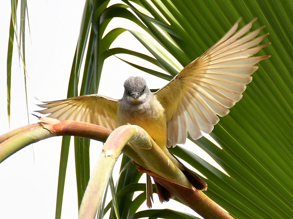 Kingbird9.jpg