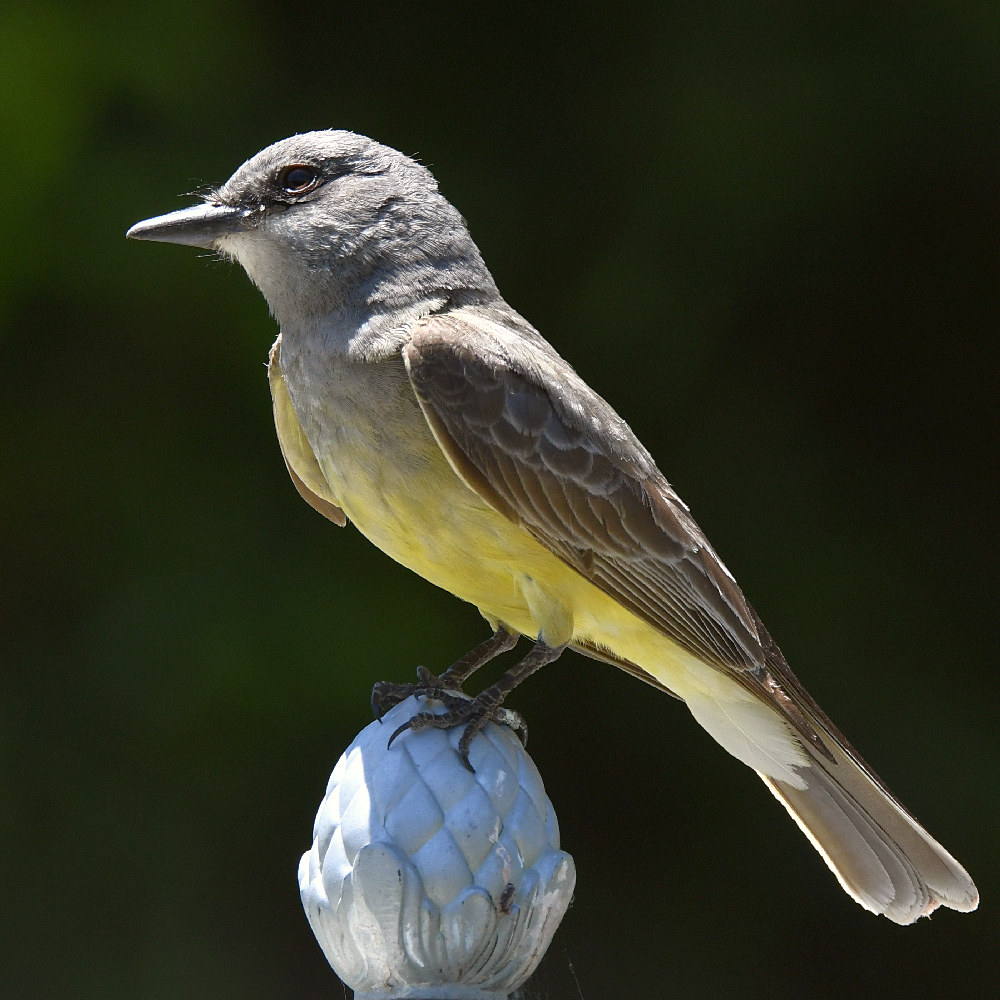 Kingbird9.jpg