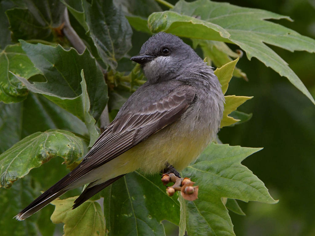Kingbird9.jpg