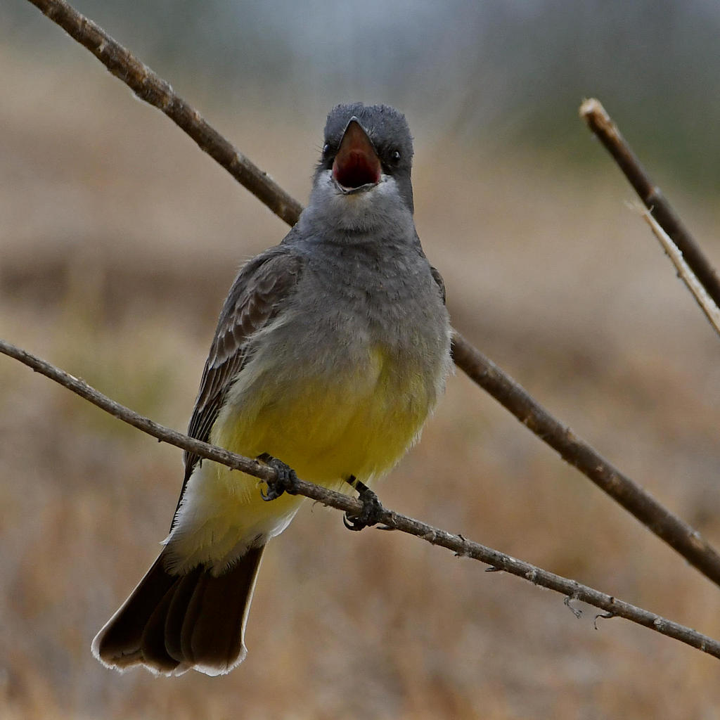 Kingbird9.jpg
