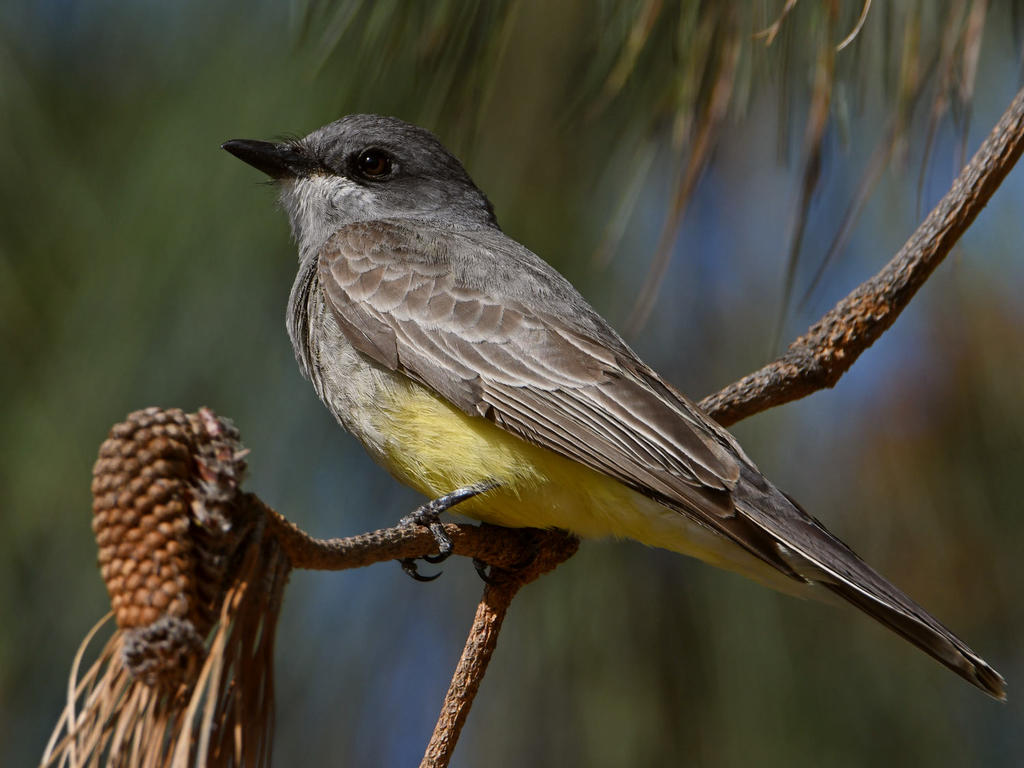 Kingbird9.jpg