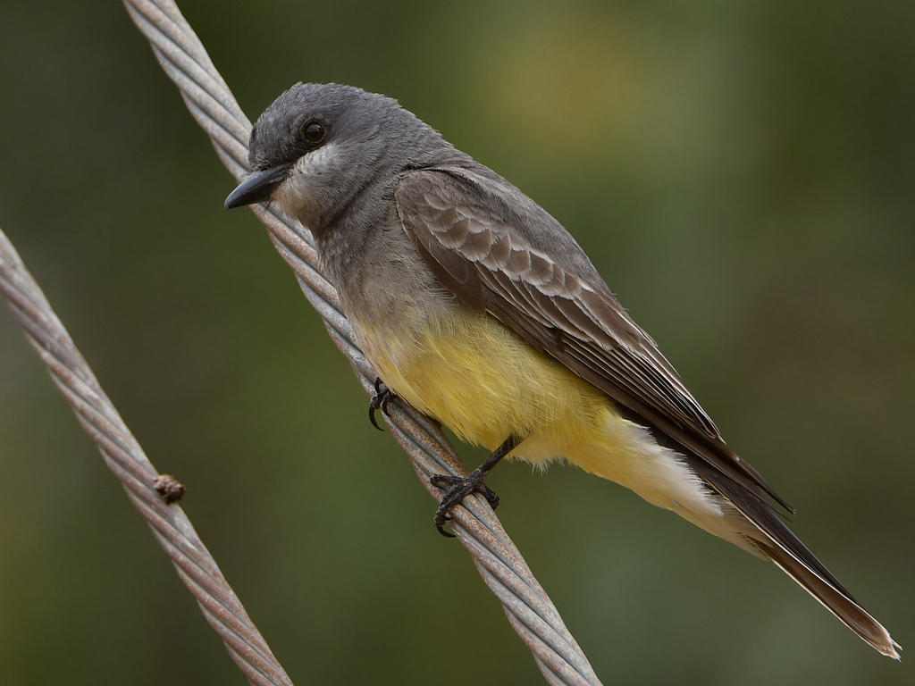 Kingbird9.jpg