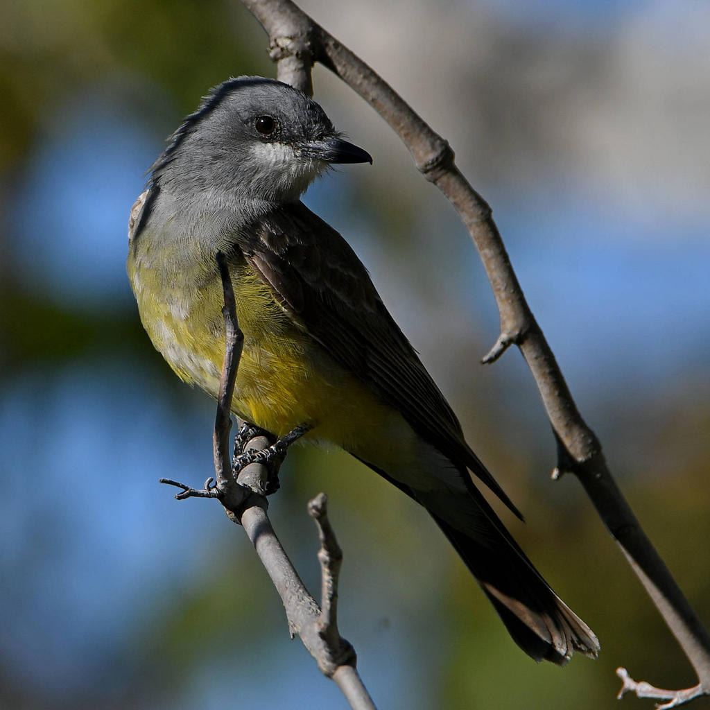 Kingbird9.jpg