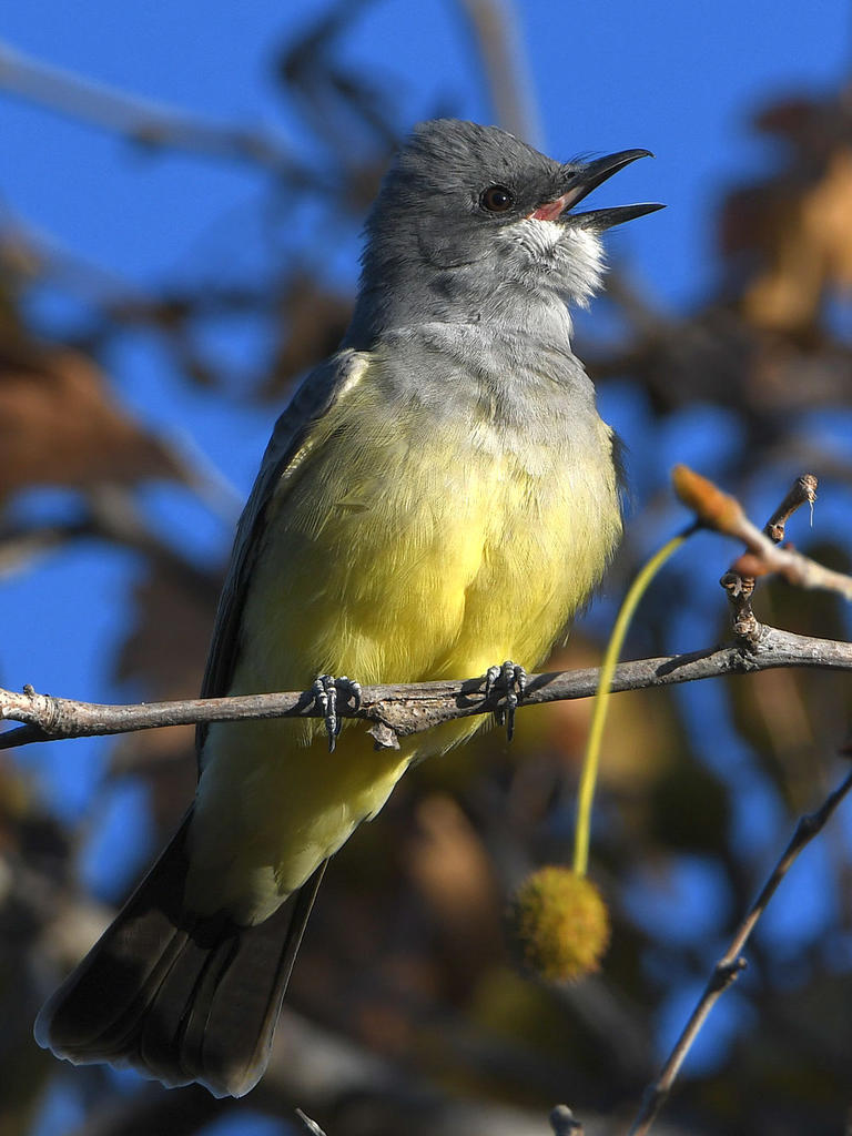 Kingbird9.jpg