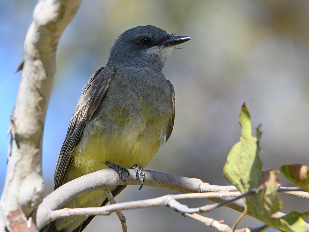 Kingbird9.jpg