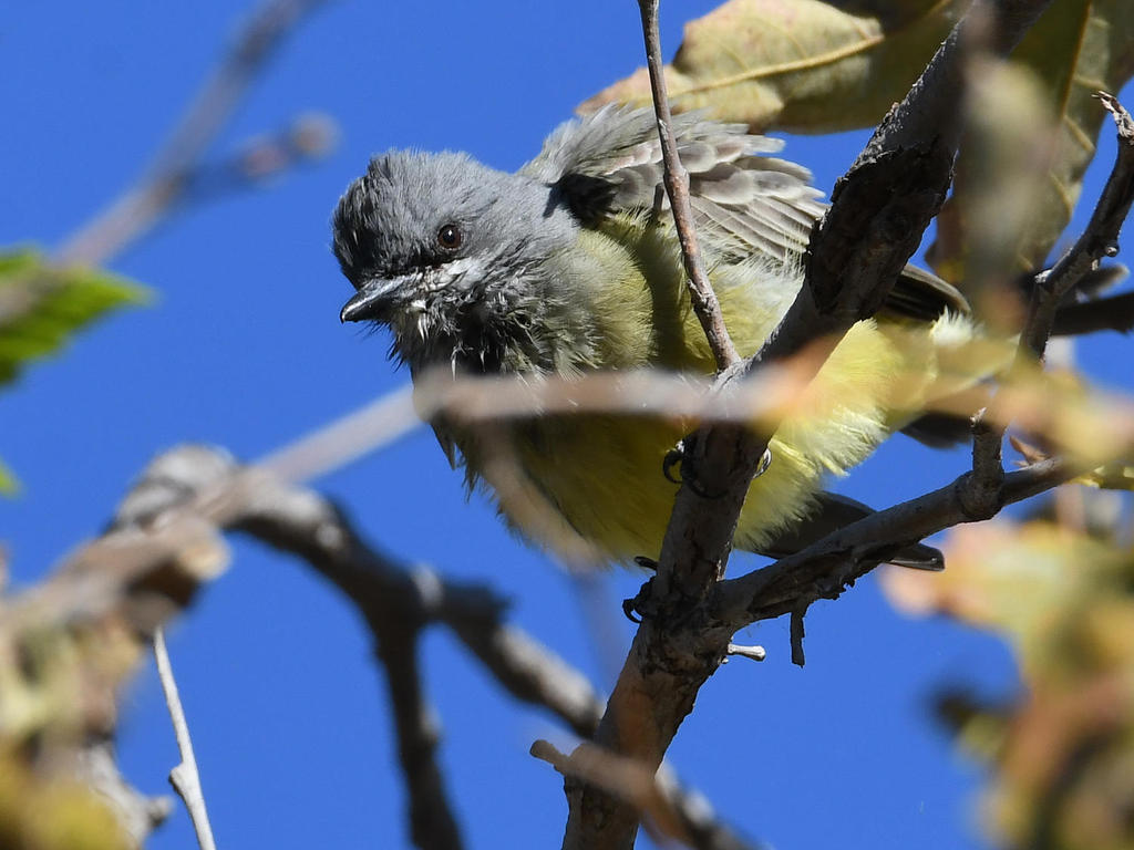 Kingbird9.jpg