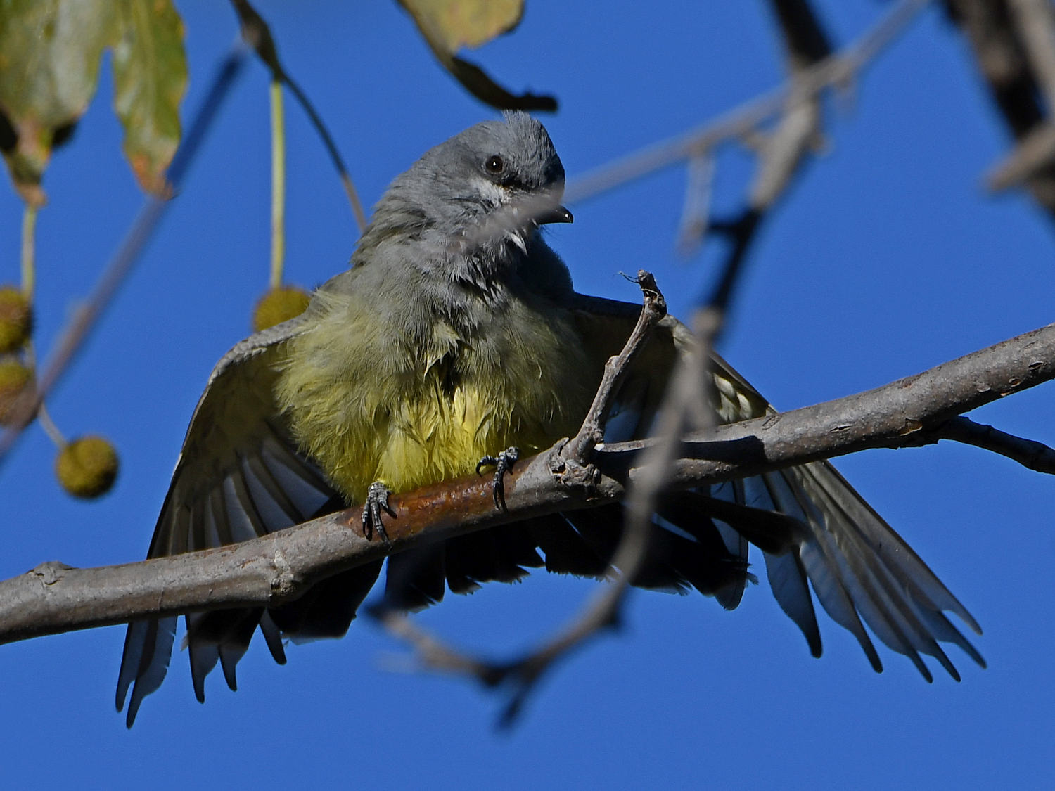 Kingbird9.jpg