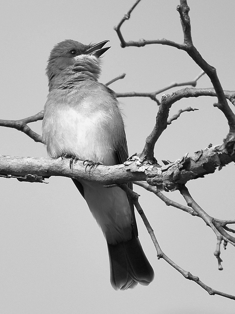 KingbirdBW.jpg