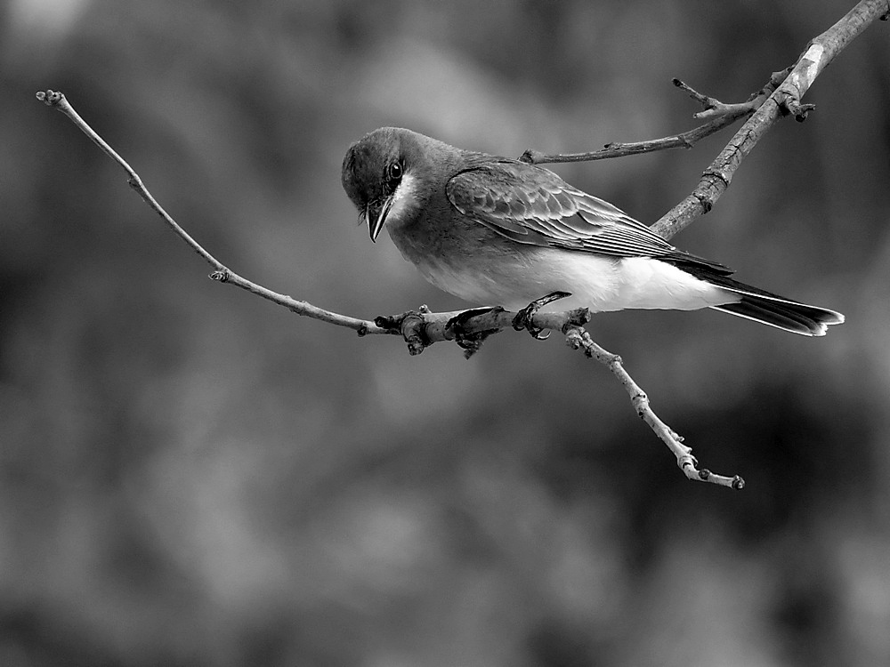 KingbirdBW.jpg