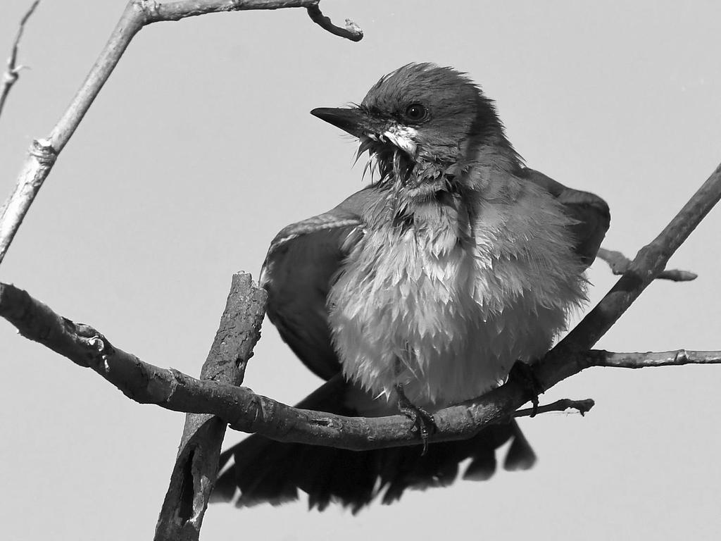 KingbirdBW.jpg