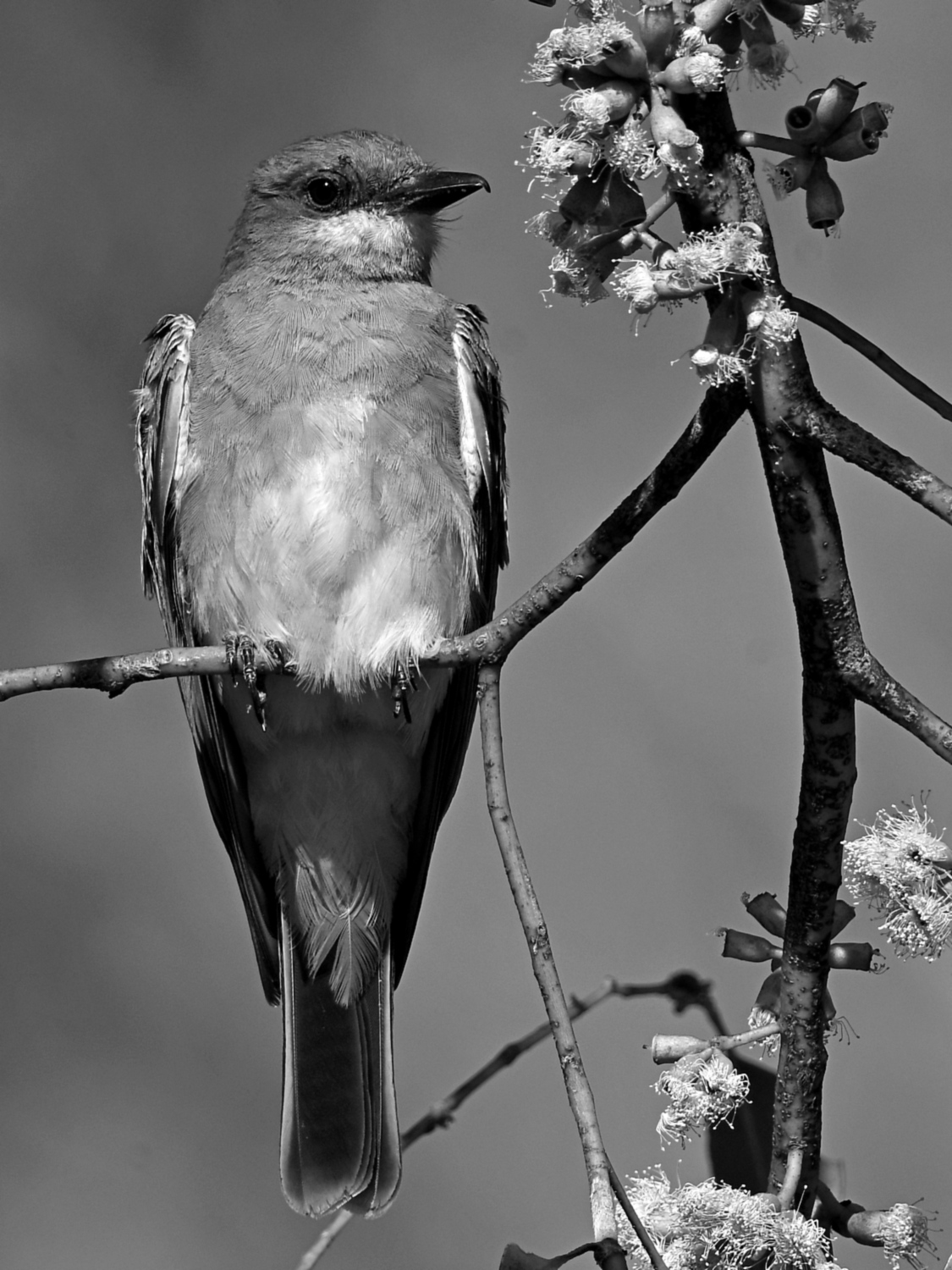 KingbirdBW.jpg