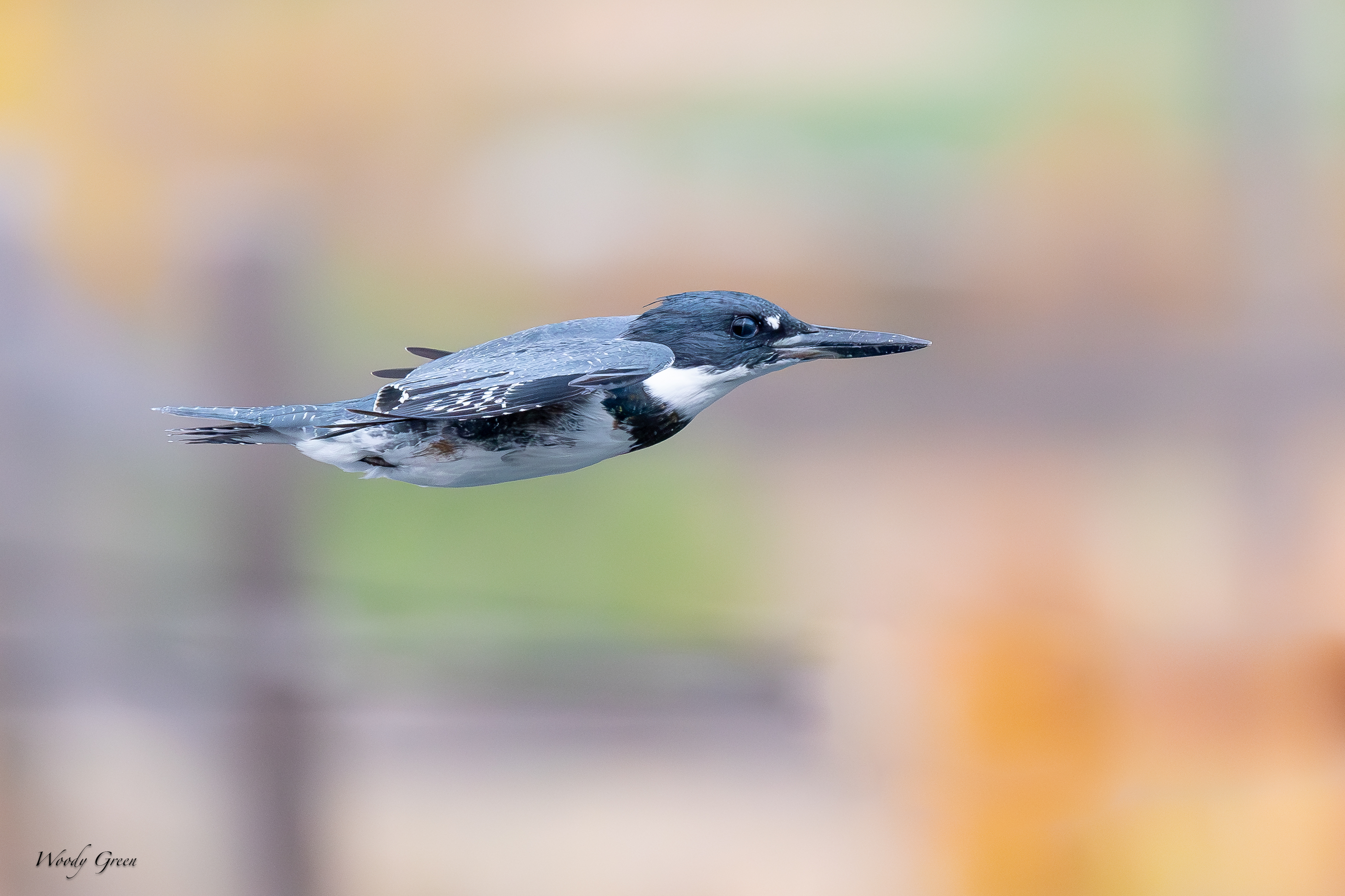 Kingfisher-131.jpg