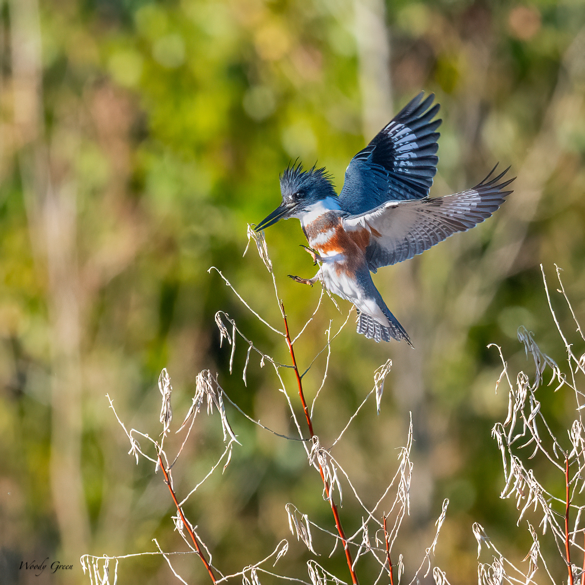 Kingfisher-65.jpg