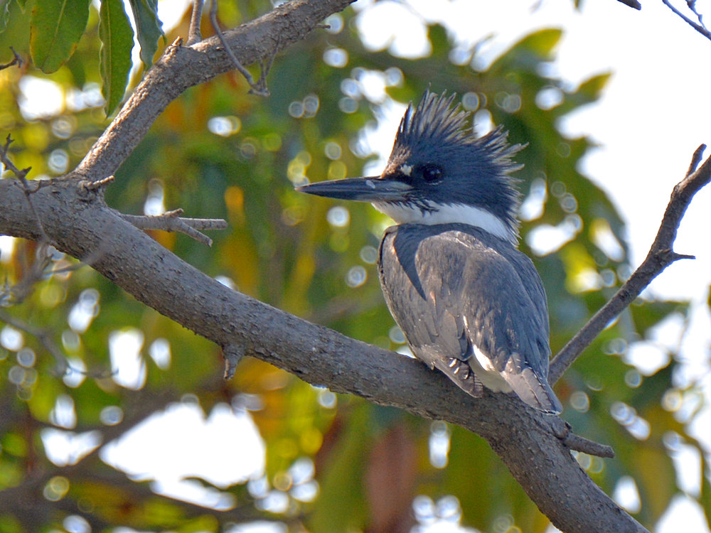 Kingfisher.jpg