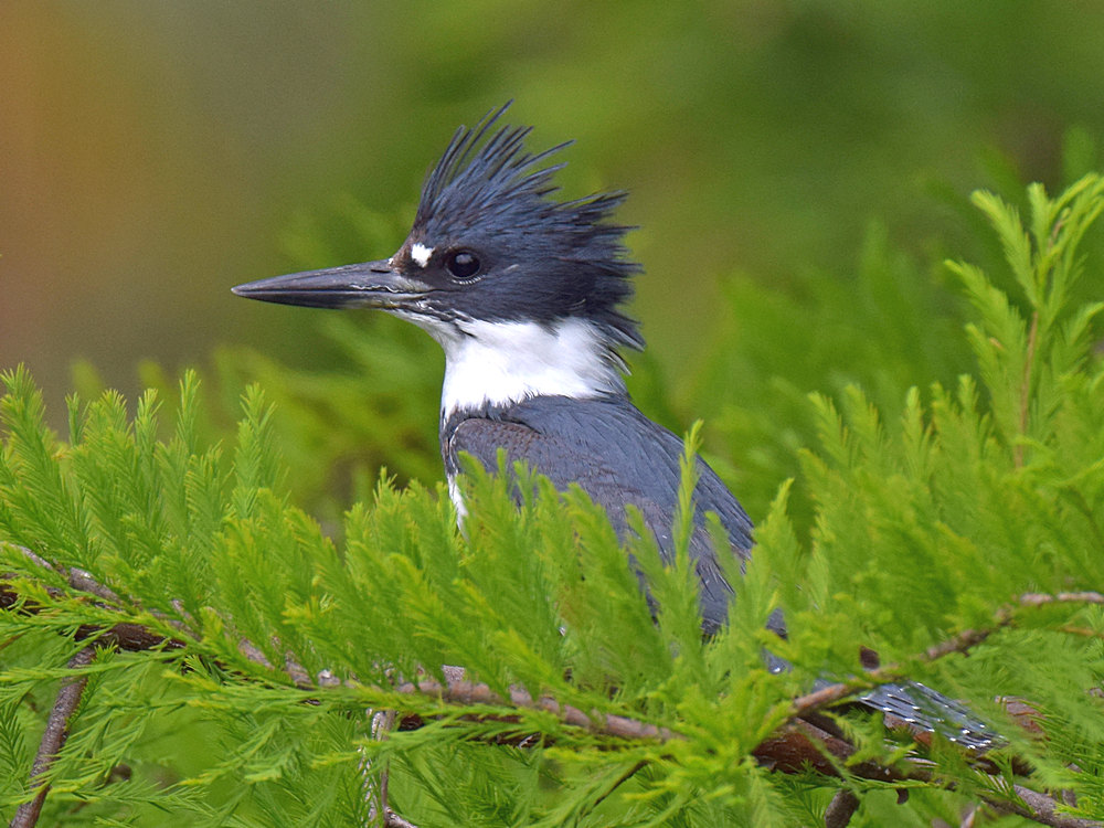 Kingfisher.JPG