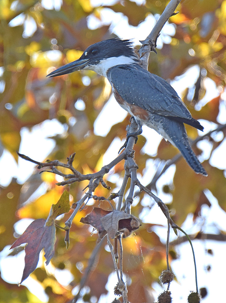 Kingfisher.jpg